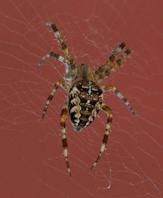 Vår nettekspert