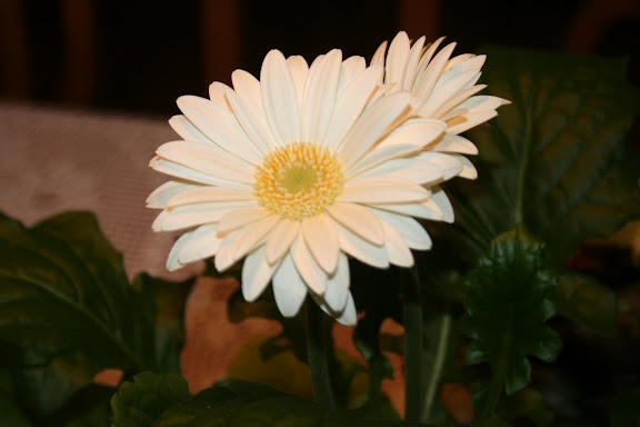 gerbera