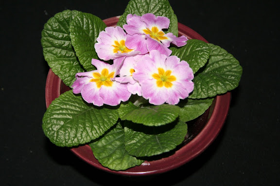 primula
